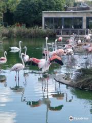 Birdpark Malta