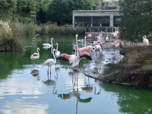 Birdpark Malta