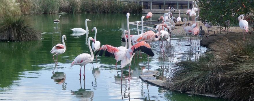Bird Park Malta