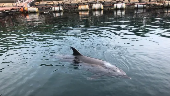 Janohire Dolphin Farm