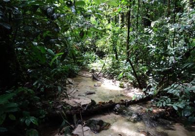 Cameron Highlands Trail No. 3