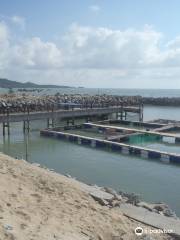 Tukik Babel Sea Turtle Hatchery