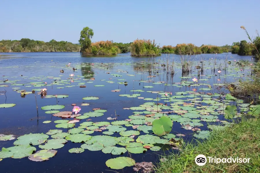 Rayong Botanical Garden (Aquatic Plants and Living Collection)