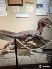 Dickinson Museum Center & Badlands Dinosaur Museum