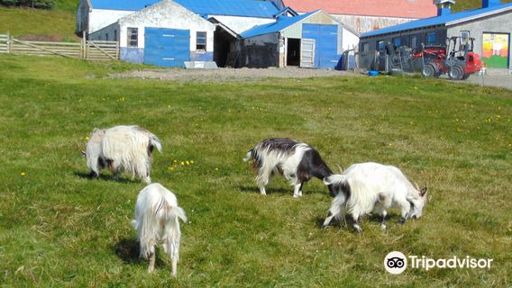 Haafell Goats and Roses