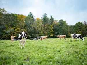 Stonewall Farm