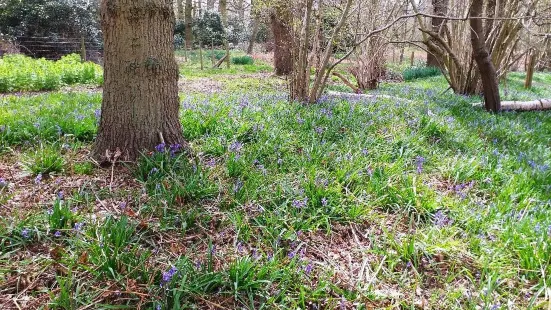 North Cliffe Wood Nature Reserve