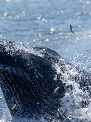 Jersey Shore Whale Watching Tours