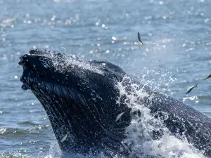 Jersey Shore Whale Watching Tours