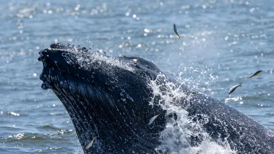 Jersey Shore Whale Watching Tours