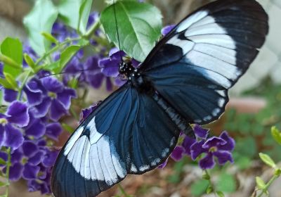 Butterfly Gardens