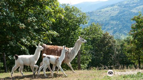 La Montagnes des Lamas