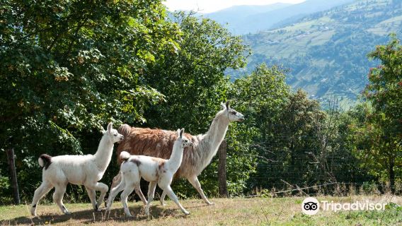 La Montagnes des Lamas