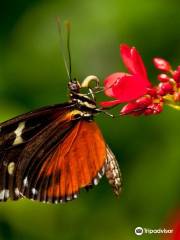 Butterfly Rainforest at the Florida Museum of Natural History