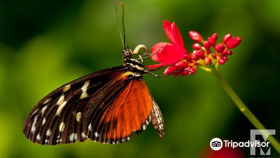 Butterfly Rainforest at the Florida Museum of Natural History