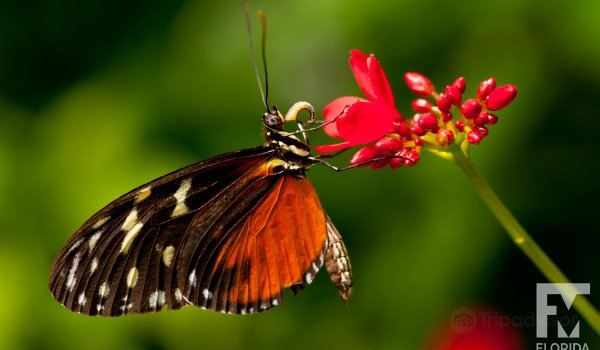 Butterfly Rainforest at the Florida Museum of Natural History