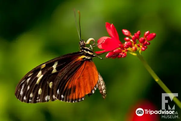 Butterfly Rainforest at the Florida Museum of Natural History