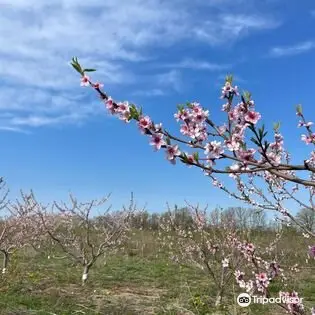 McCallum's Orchard & Cider Mill