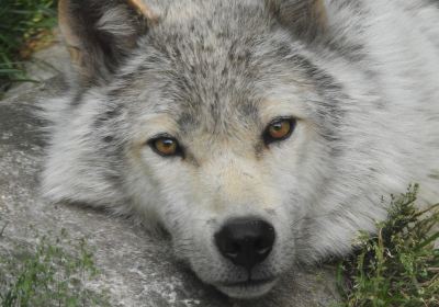 Haliburton Forest Wolf Centre