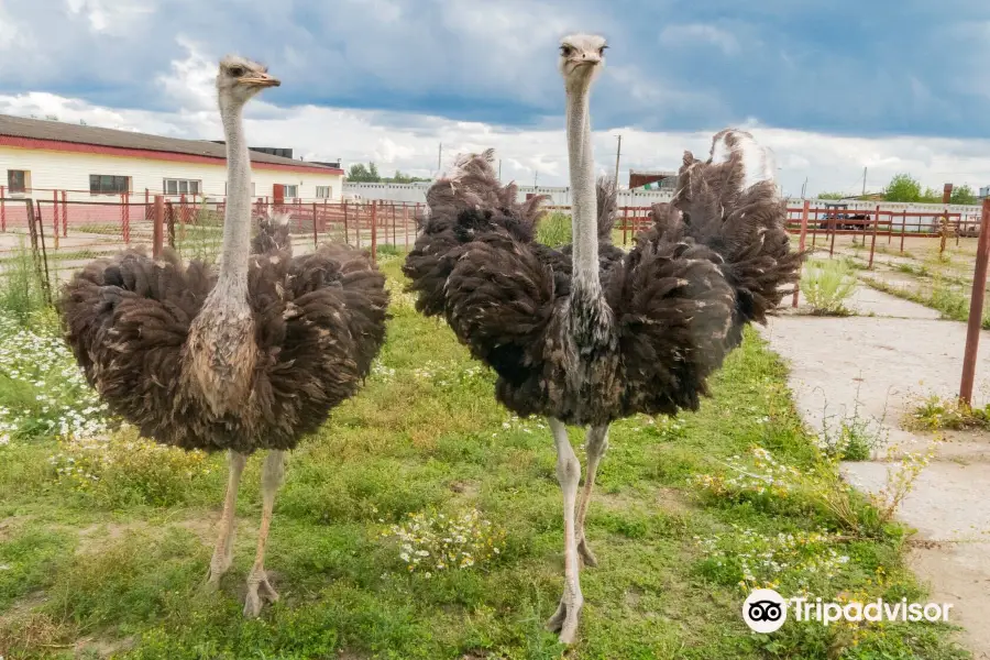 Ostrich Farm Russian Ostrich