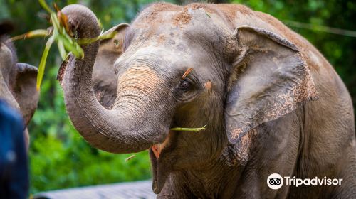 Elephant Haven Thailand