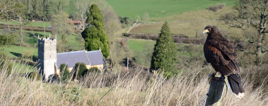 Pitcombe Rock Falconry