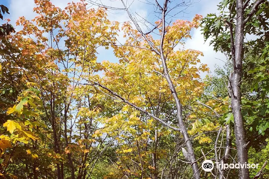 Ramapo Mountain State Forest