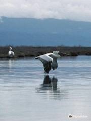 Rodia Wetlands