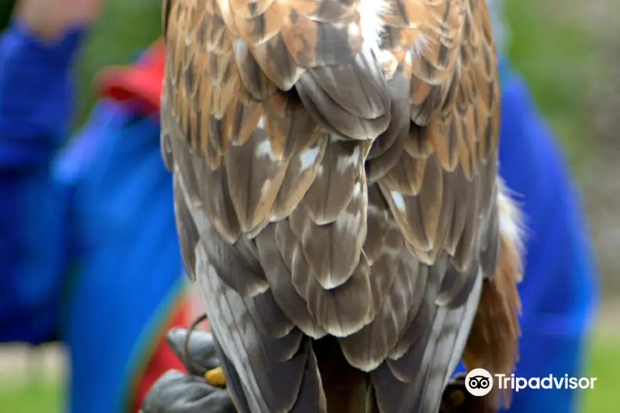 Ray Prior Falconry