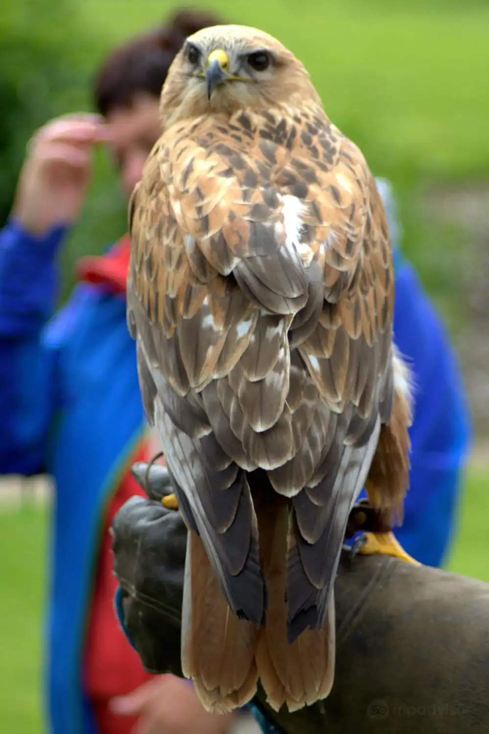 Hotels near Ray Prior Falconry