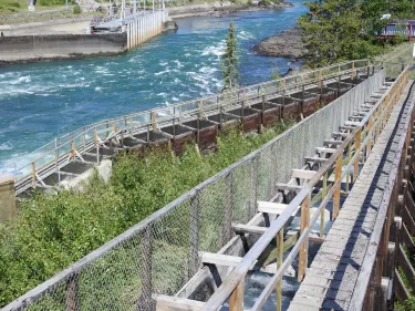 Whitehorse Fishway
