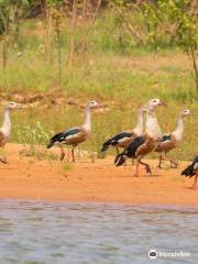 EcoBirding Brazil