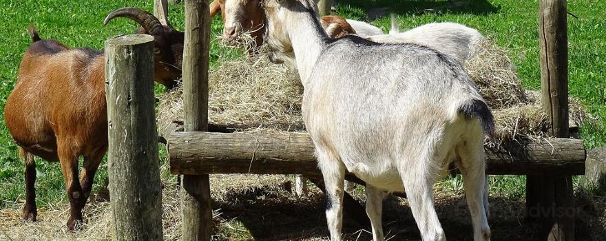 Fairfield Animal Centre
