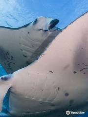 Thailand diving