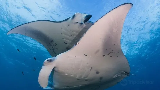 Thailand diving