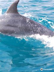 Jonian Dolphin Conservation