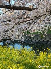 Cherry Trees along the Gojo River bank