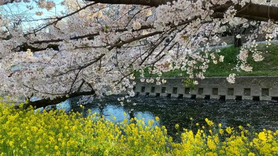 Cherry Trees along the Gojo River bank