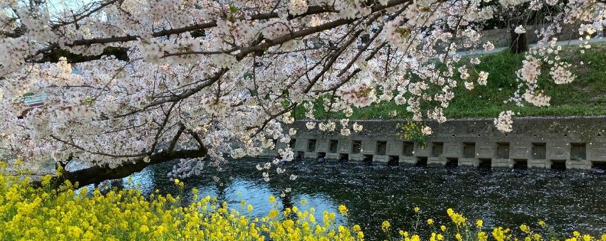 Cherry Trees along the Gojo River bank