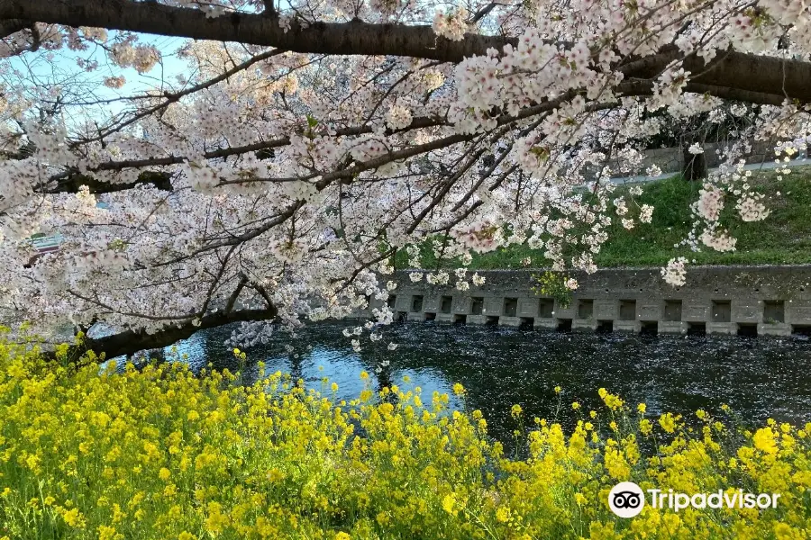 Cherry Trees along the Gojo River bank