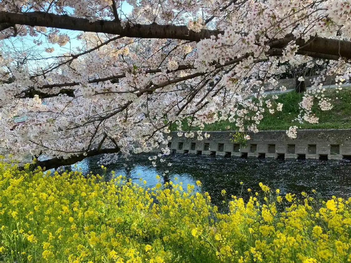 Hotels in der Nähe von Cherry Trees along the Gojo River bank