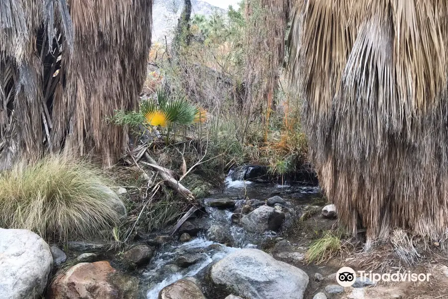 Indian Canyons Hiking Trails