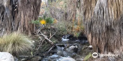 Indian Canyons Hiking Trails