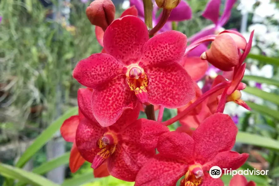 Orchid Park Indonesia Permai