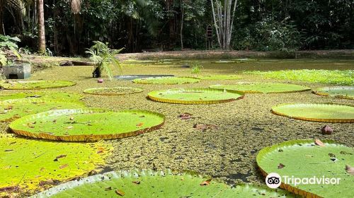 Museum of Amazônia (MUSA)