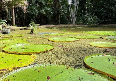 Museum of Amazônia (MUSA)