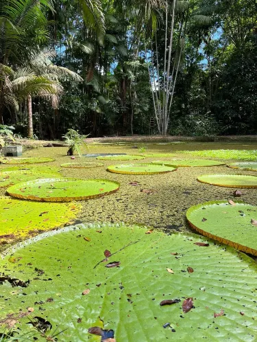 Museum of Amazônia (MUSA)