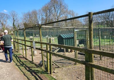 Dwyfor Ranch Rabbit Farm and Animal Park