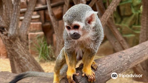Monkey Park