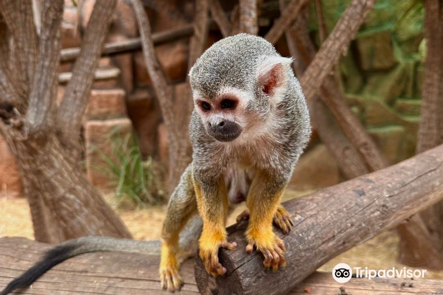 Monkey Park